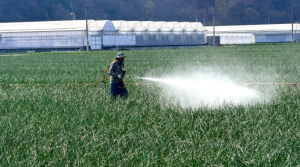 김천시, 양파 노균병 확산 우려…“적기 방제·배수 관리 필수”