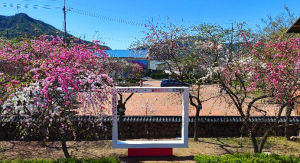 고령군 도진마을, 삼색도화 절정...분홍·진홍·백색 어우러진 ‘봄의 향연’