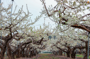 의성군, 들녘 수놓은 ‘하얀 물결’…자두꽃 만개, 봄 관광 자원화 시동