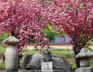경산시 하양 환성사, 겹벚꽃 절정… ‘봄 인생샷 명소’ 부상