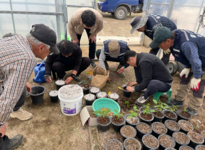 김천시, 호두 경쟁력 키운다…묘목 생산기술 현장 확산 ‘속도’