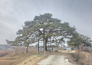 문경시, 보호수·노거수 생육환경 개선 나선다