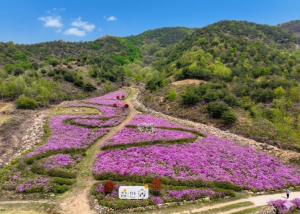 성주휴게소 뒤편 산철쭉 장관… 봄빛 물든 성주의 숨은 명소