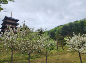 김천시 사명대사공원, 봄꽃 만개… 도심 속 힐링 명소 ‘눈길’