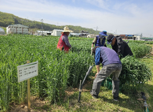 군위군, 조사료 자급 해법 찾는다… 트리티케일 실증시험 본격화