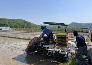 경산시,들녘에 첫 모내기…해담벼 심으며 풍년 농사 시동