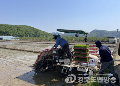 경산시,들녘에 첫 모내기…해담벼 심으며 풍년 농사 시동