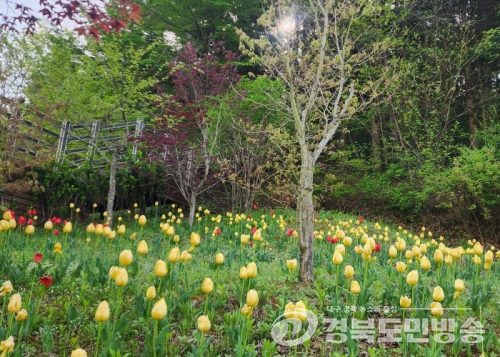 김천시 친환경생태공원, 봄꽃 만개…도심 속 힐링 명소 ‘각광’