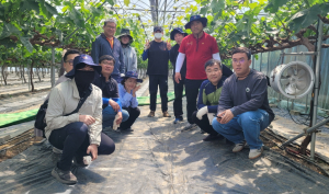 김천시 스포츠산업과, 농촌 일손돕기 나서…포도 순자르기 작업 지원