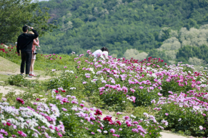 신라 고분 곁 붉게 핀 작약… 경주 서악동 초여름 꽃물결