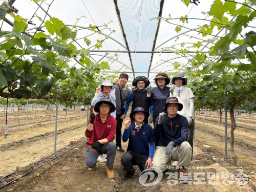 김천시 감사실, 포도 농가 찾아 농촌일손돕기 실시