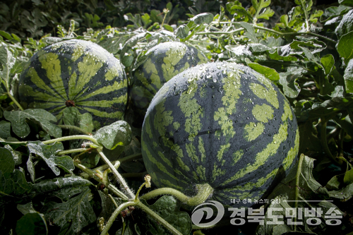 예천 ‘용궁 꿀수박’ 본격 출하....“아삭한 단맛으로 여름시장 공략”