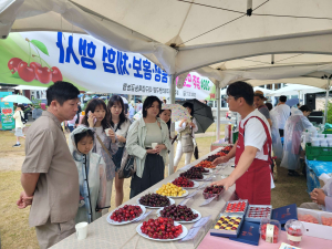 경주 체리 본격 출하…6~7일 홍보행사 열고 ‘체리 1번지’ 알린다