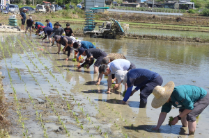 예천군서 ‘전통 손모내기’ 재현…풍년 기원·통일 염원 한뜻