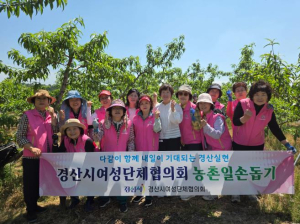 경산시여성단체협의회, 복숭아 농가 찾아 일손돕기 구슬땀