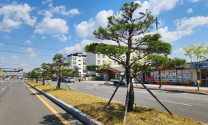 의성군, 봄맞이 가로수 정비 완료… 