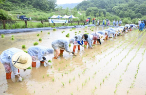 문경시, 돌리네습지서 전통 손모내기 체험행사 개최