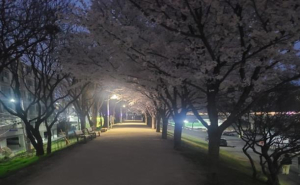 대구 동구, 금호강 맨발산책로에 ‘안전 조명’ 설치…야간 보행 환경 개선