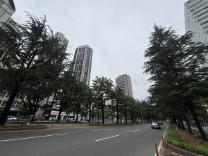 대구 동구, 가로수 정비사업 추진…7월 7일까지 실시