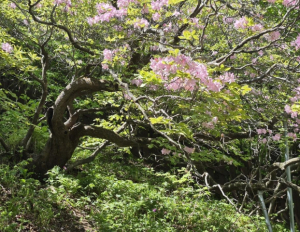 국립산림치유원, ‘산림문화특화사업’ 첫 운영 성료