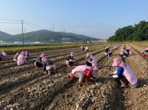 생활개선달성군연합회, 농번기 맞아 농촌 일손돕기 구슬땀