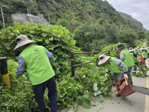 달성군자연보호협의회, 낙동강 수변 가시박 제거 구슬땀…생태계 보전 앞장