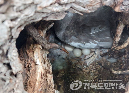 가마우지 아픔 딛고…수성못 둥지섬 나무 구멍에 찾아온 `새 생명`
