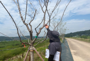 의성군, 전문가와 함께 관내 조경수목 현장 생육진단 실시