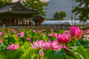 청도군, 제7경 ‘유등연지’ 연꽃 만개