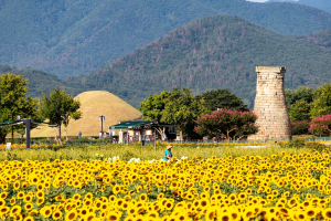 경주 천년 유적에 번진 보랏빛 물결…월성해자 새 명소