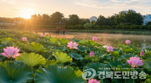 울진읍 연호공원, 만개한 연꽃의 향연 속 한여름 정취 ‘물씬’