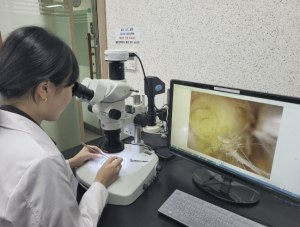 상주시, 딸기 화아분화 검경 지원…적기 정식 돕는다