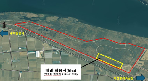 구미시, 축구장 7개 규모 하얀 물결… 낙동강변, 가을 힐링 명소로 변신