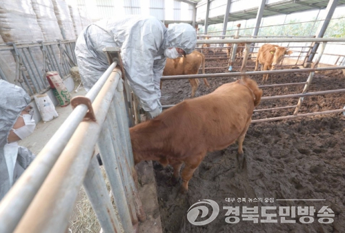 경산시, 소·염소 3만5천여마리 구제역 백신 일제접종
