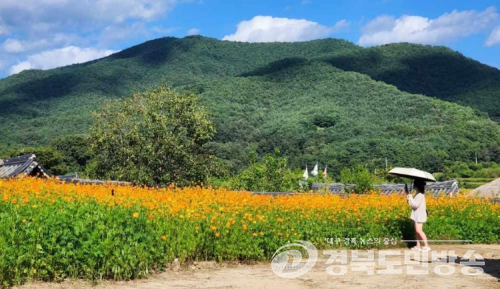 주황빛으로 물드는 안동 하회마을…황화코스모스 본격 개화