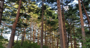 울진군 금강송이 무너지면 대한민국 산림유산·국가유산도 위태롭다