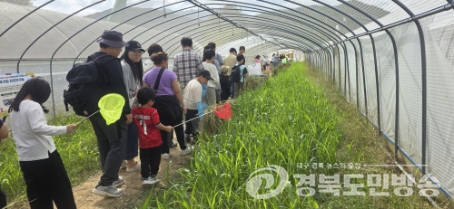 성주 메뚜기축제, 체험부스마다 어린이 웃음꽃…가족 나들이객 ‘북적북적’