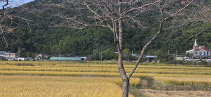 대구·경북 아침 기온 5도 ‘뚝’…찬바람에 쌀쌀