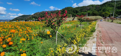 경주 감은사지 앞 황무지의 변신…가을꽃 물결에 관광객 발길