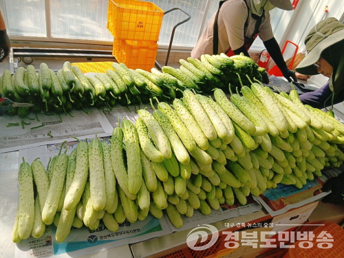 상주시, 시험연구 스마트팜서 오이 첫 수확