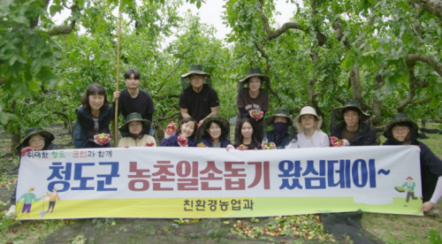 청도군, 가을 수확철 맞춤 농촌일손돕기…대추 수확 지원
