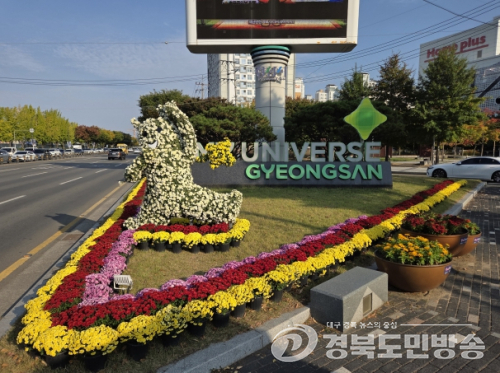 경산시, 경산사거리 국화조형물 전시