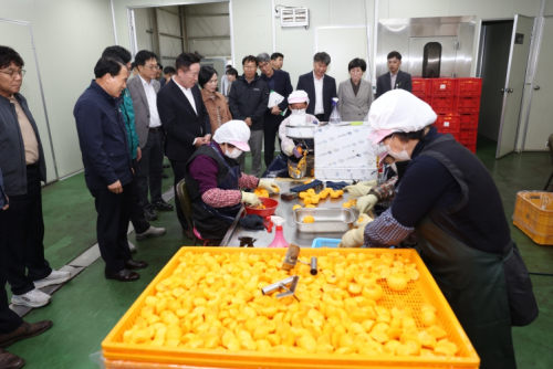 청도군, 청도반시 소과 수매·저장 추진… 농가 경영 부담 던다